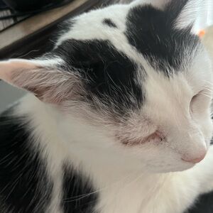 Meet your Posher, Pinkie